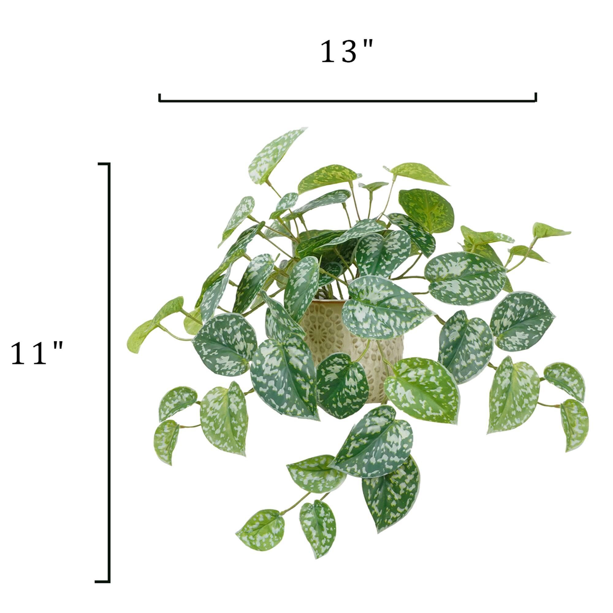 11" Silver Satin Pothos in Ceramic Pot by Ashland®